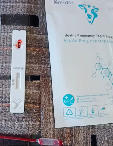 cow pregnency test result