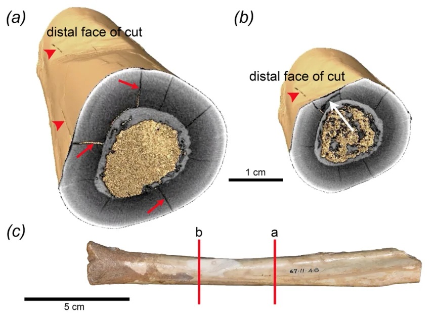Australian Megafauna Extinction Theory Challenged 3 Australian1