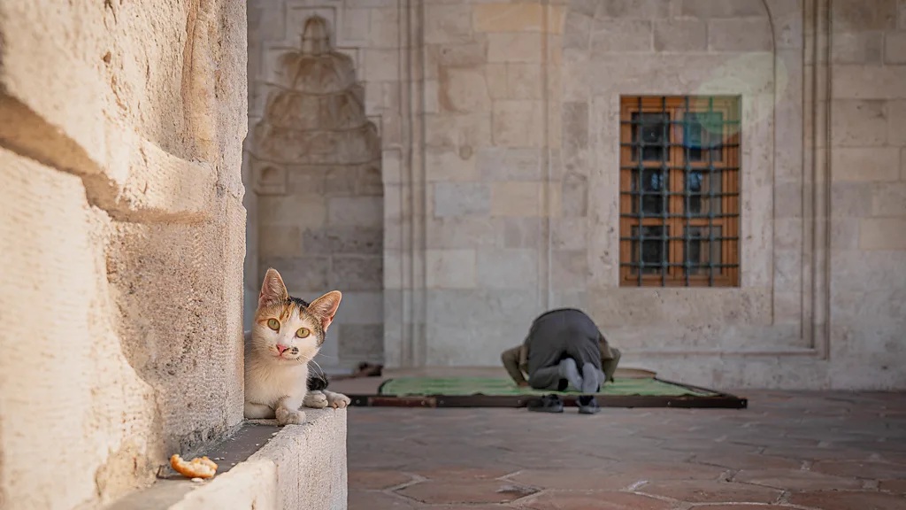 Istanbul is home to an estimated 250,000 stray cats, who wander freely through mosques, markets and neighbourhood courtyards
