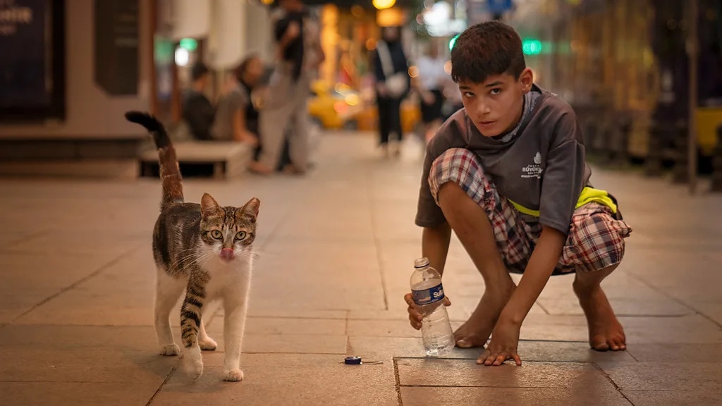 The city's nickname, Catstanbul, is widely used by feline fanciers around the world