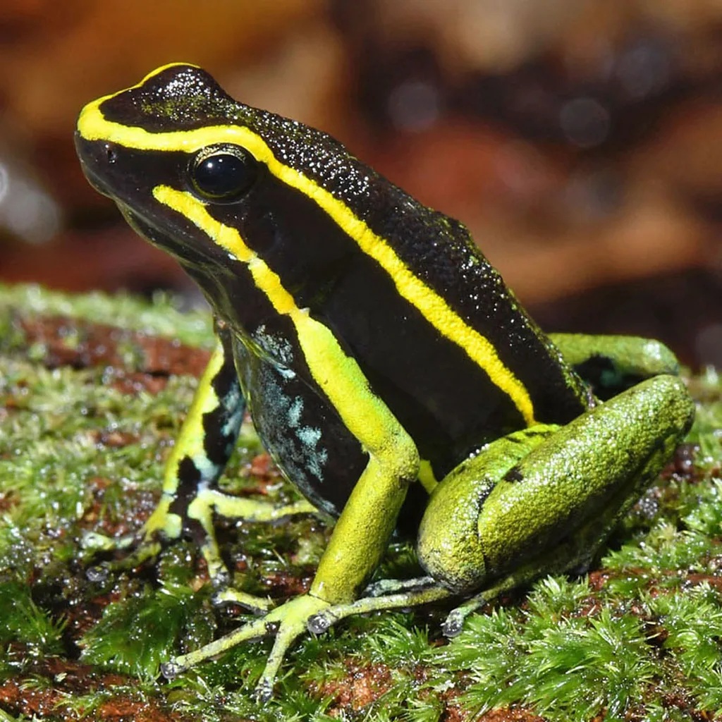 frog