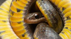 snake