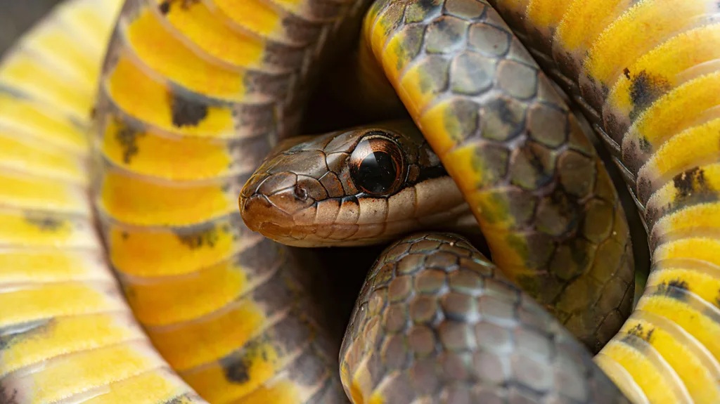 snake