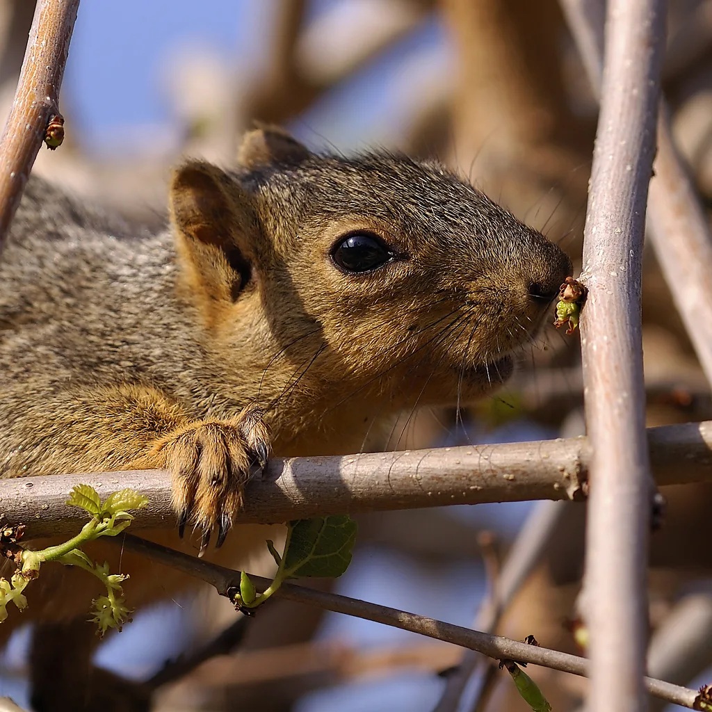 squirrel