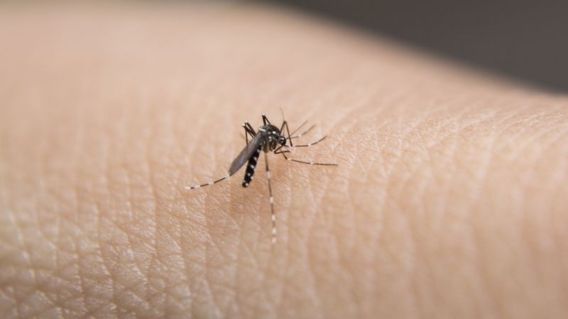 Ross River virus