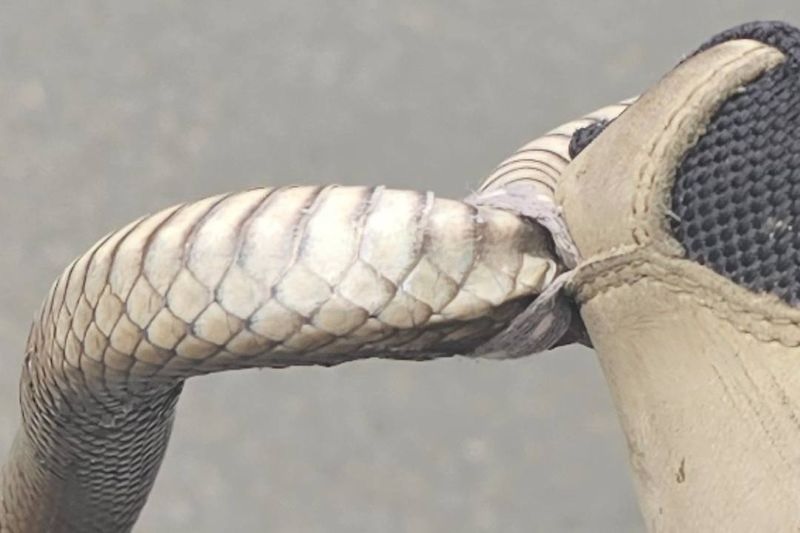 snake