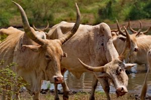 cow India