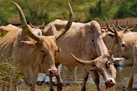 cow India
