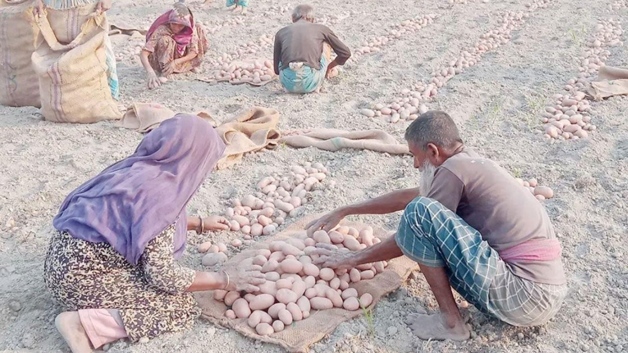 potato9 20260508141725