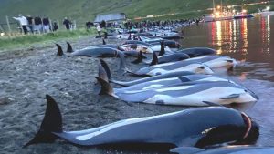 Over 700 Whales and Dolphins Killed in a Single Day