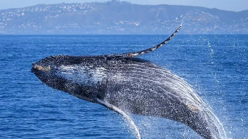 Whale